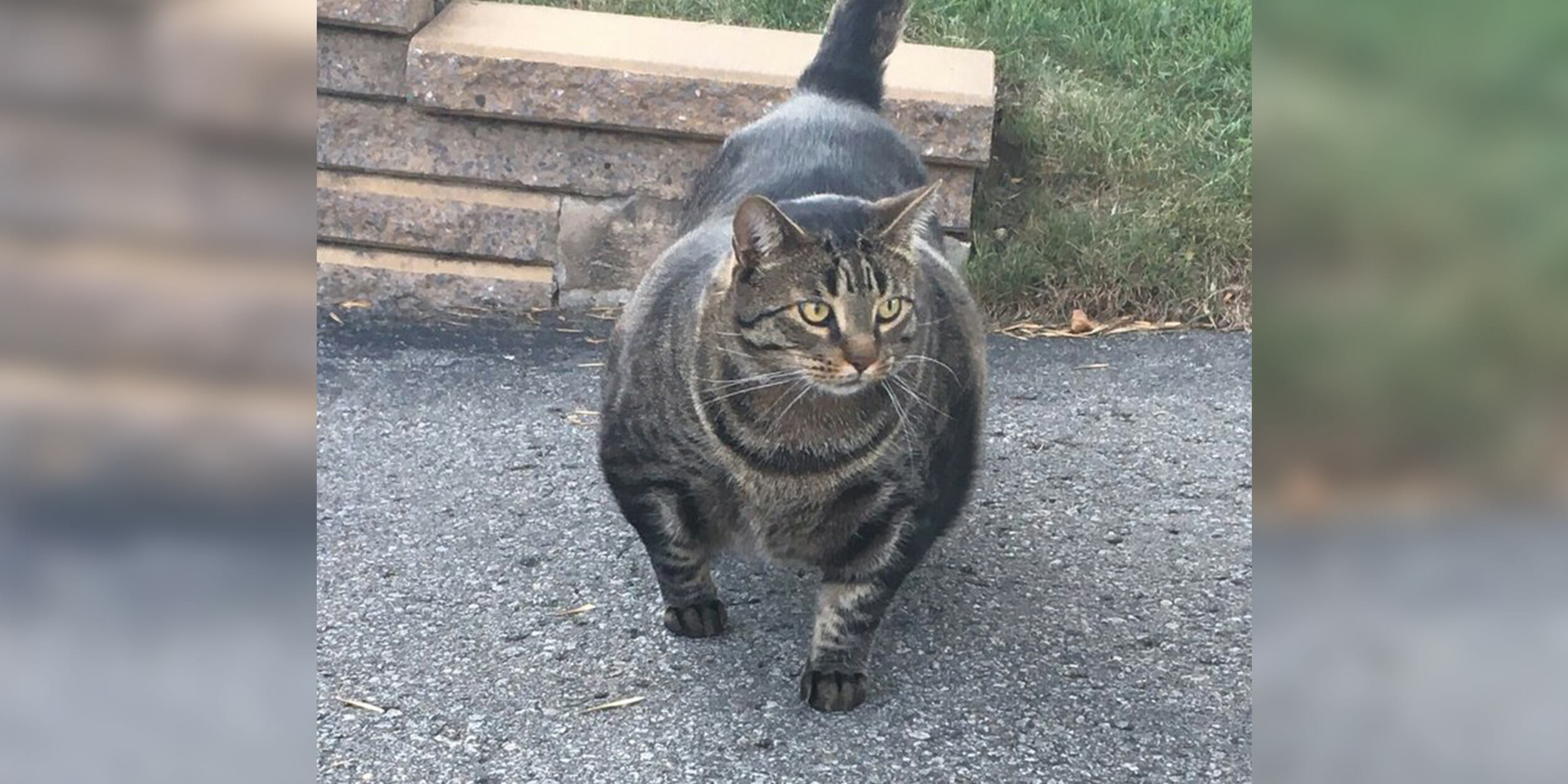 Buff Cat
