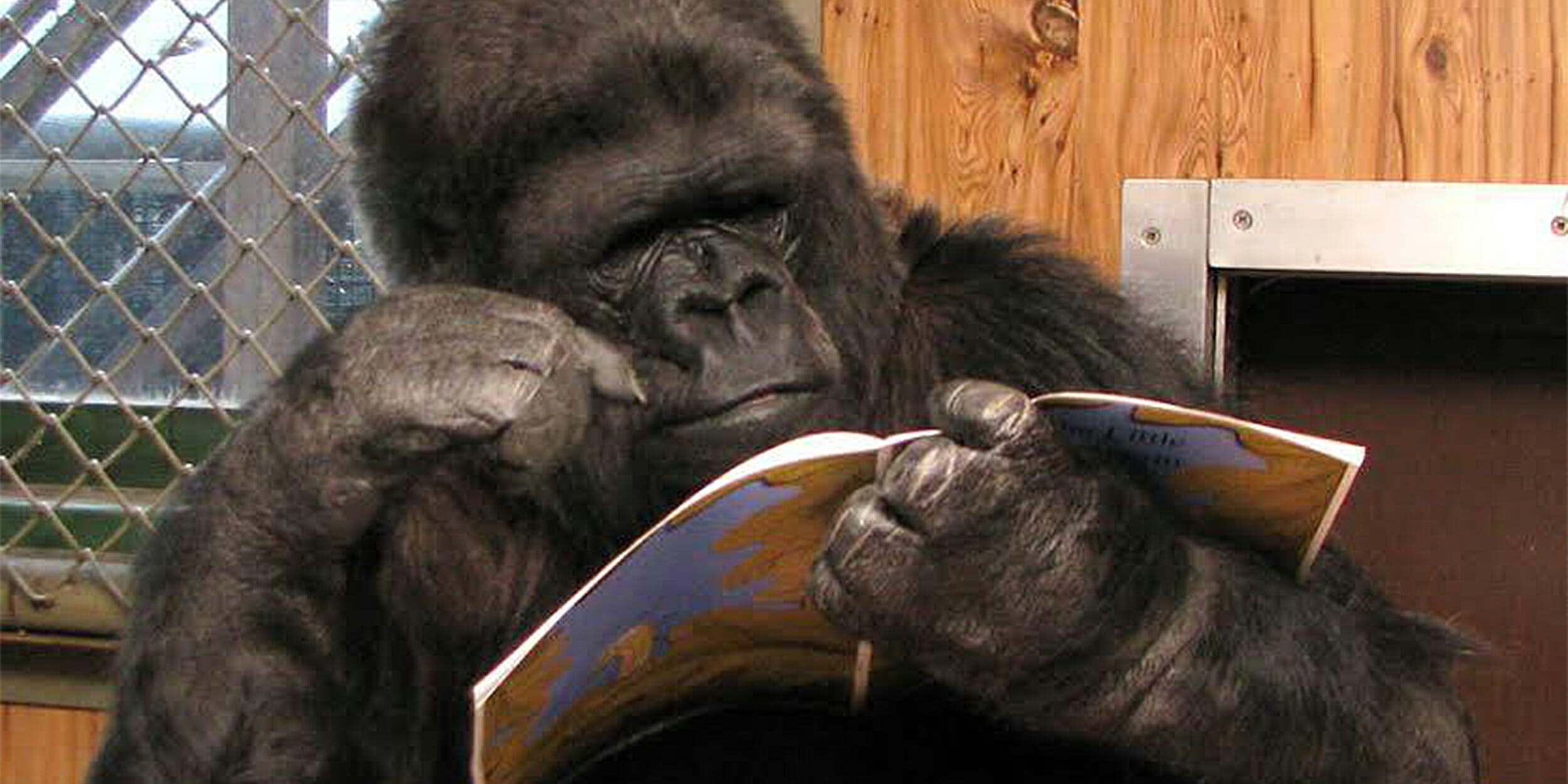 koko reading a book