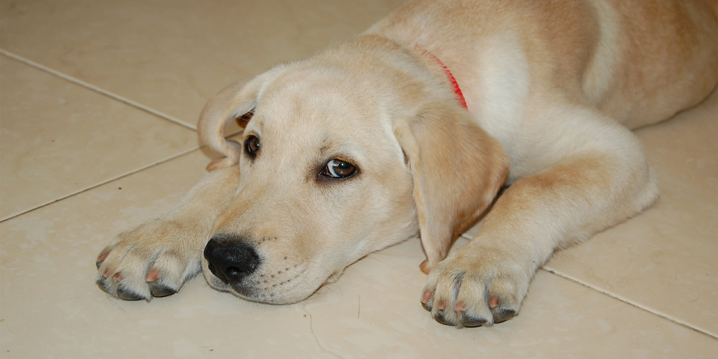 Labrador retriever sitting on floor looking at camera