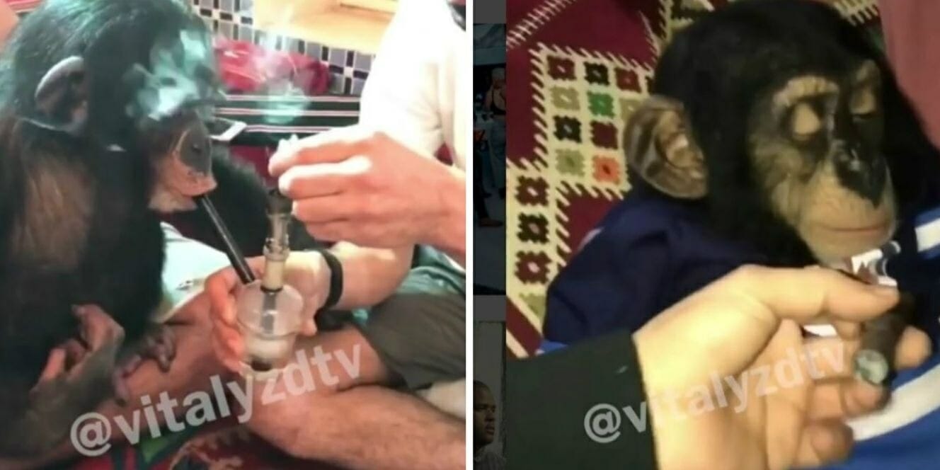 Vitaly YouTube monkey marijuana PETA