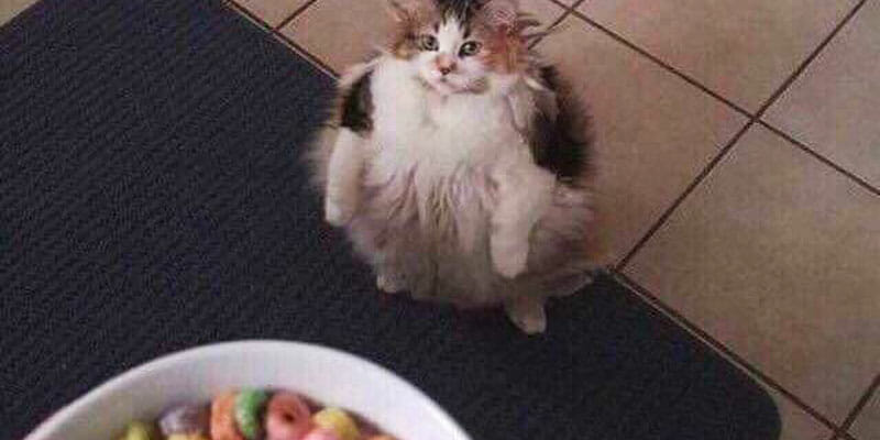 cat froot loops