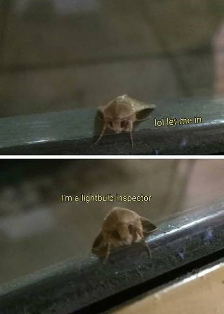 Moth memes