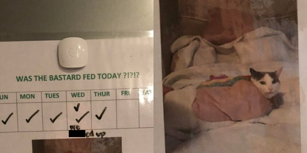 Bastard cat feeding chart