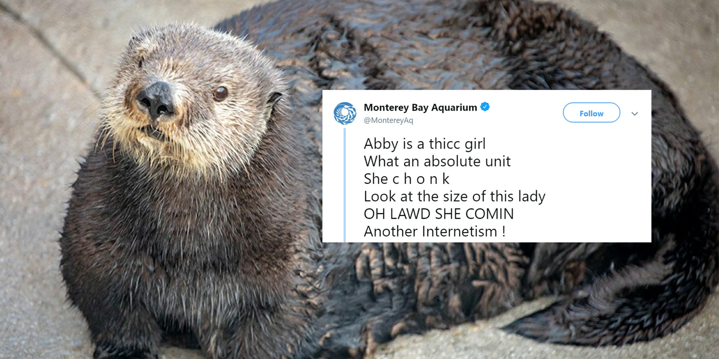 abby monterey bay aquarium tweet