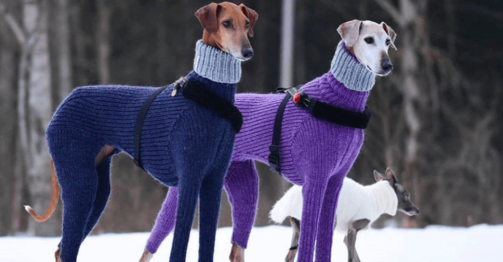 fancy dog sweater meme