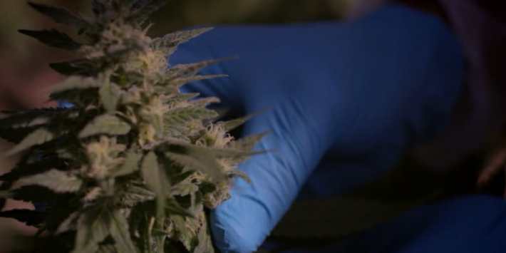 netflix health documentaries - A Life of Its Own: The Truth About Medical Marijuana