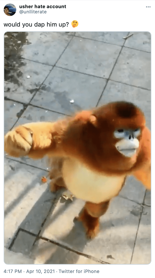 "would you dap him up? 🤔" still of golden snub-nosed monkey reaction that reads, "I would also give him little berries from my pocket" the gold and brown furred monkey with his arm raised like he's wanting to dap