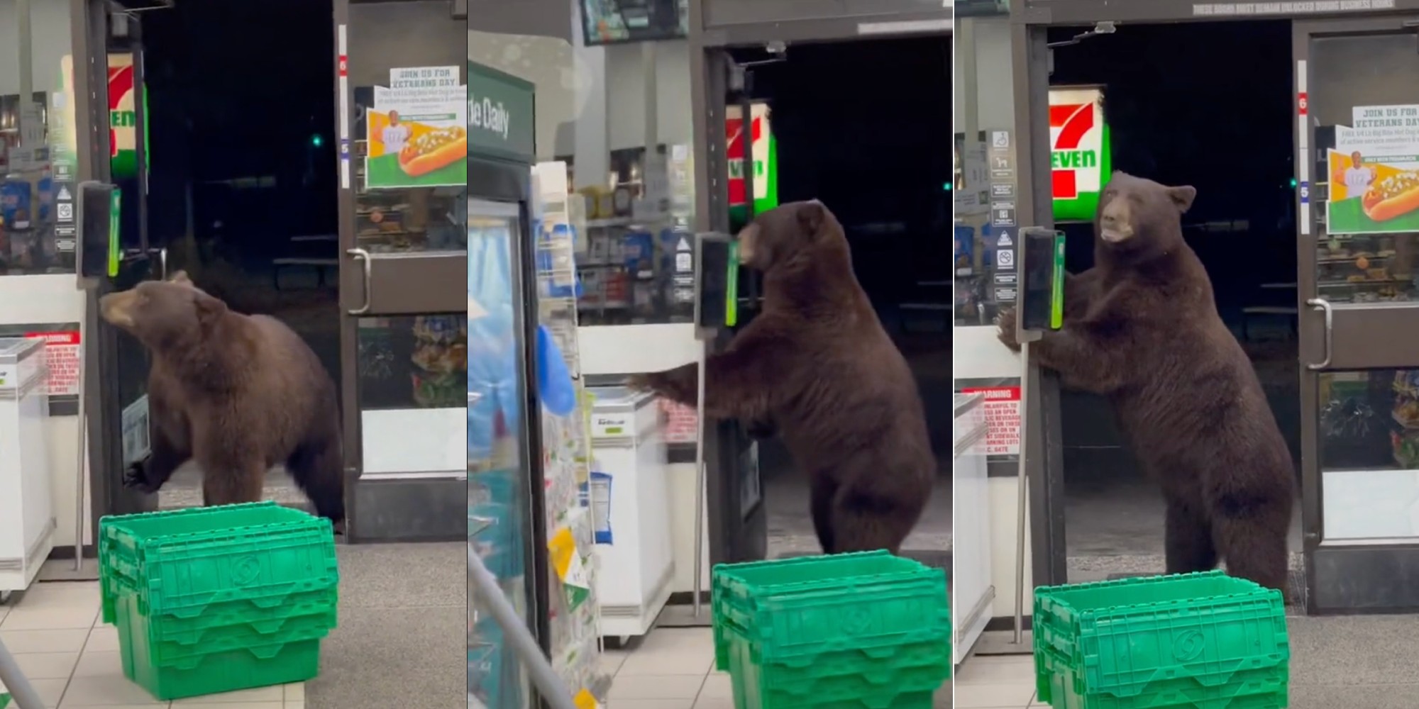 bear at the entrance of a 7-eleven