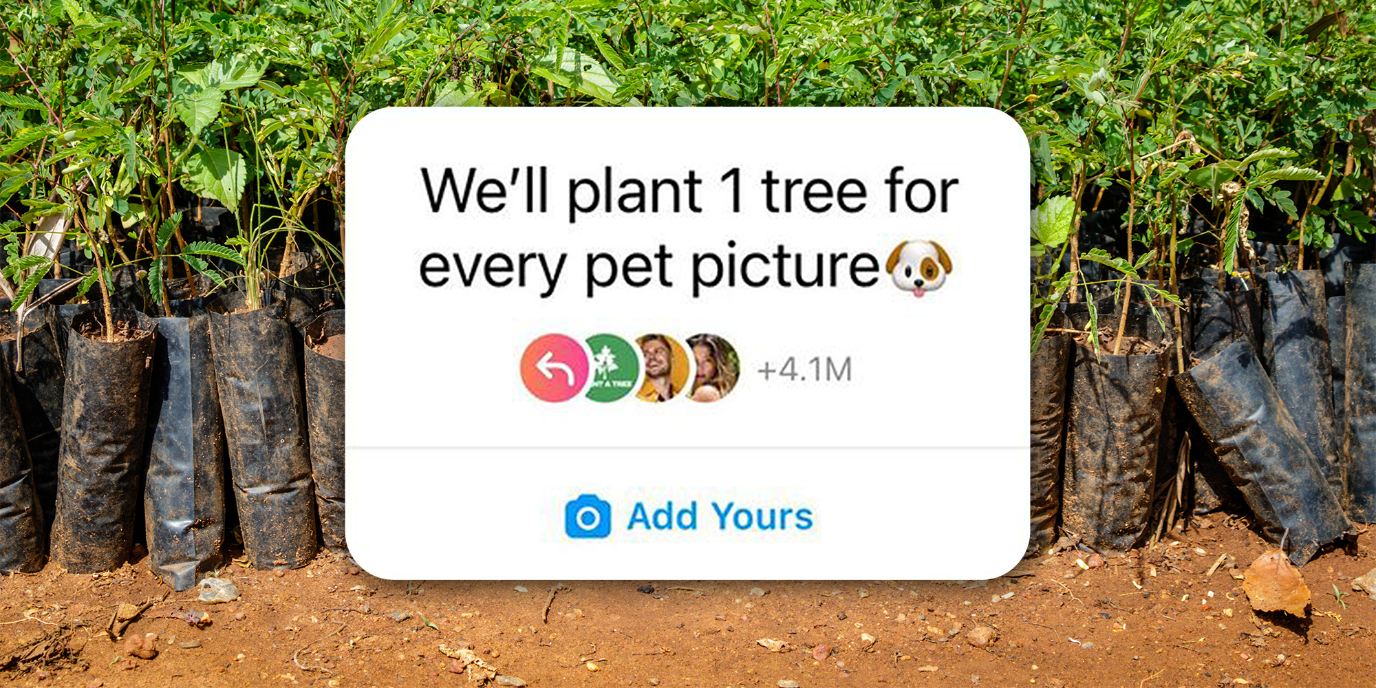 saplings in black plastic bags with instagram overlay "We'll plant 1 tree for every pet picture"
