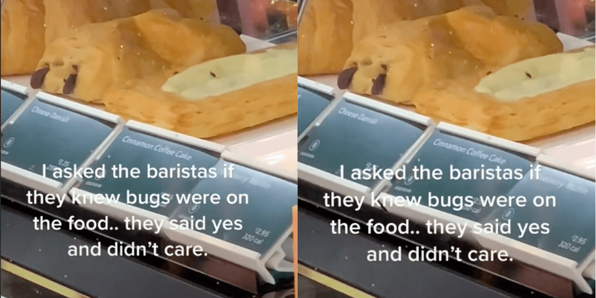Bugs crawling on Starbucks food in display case