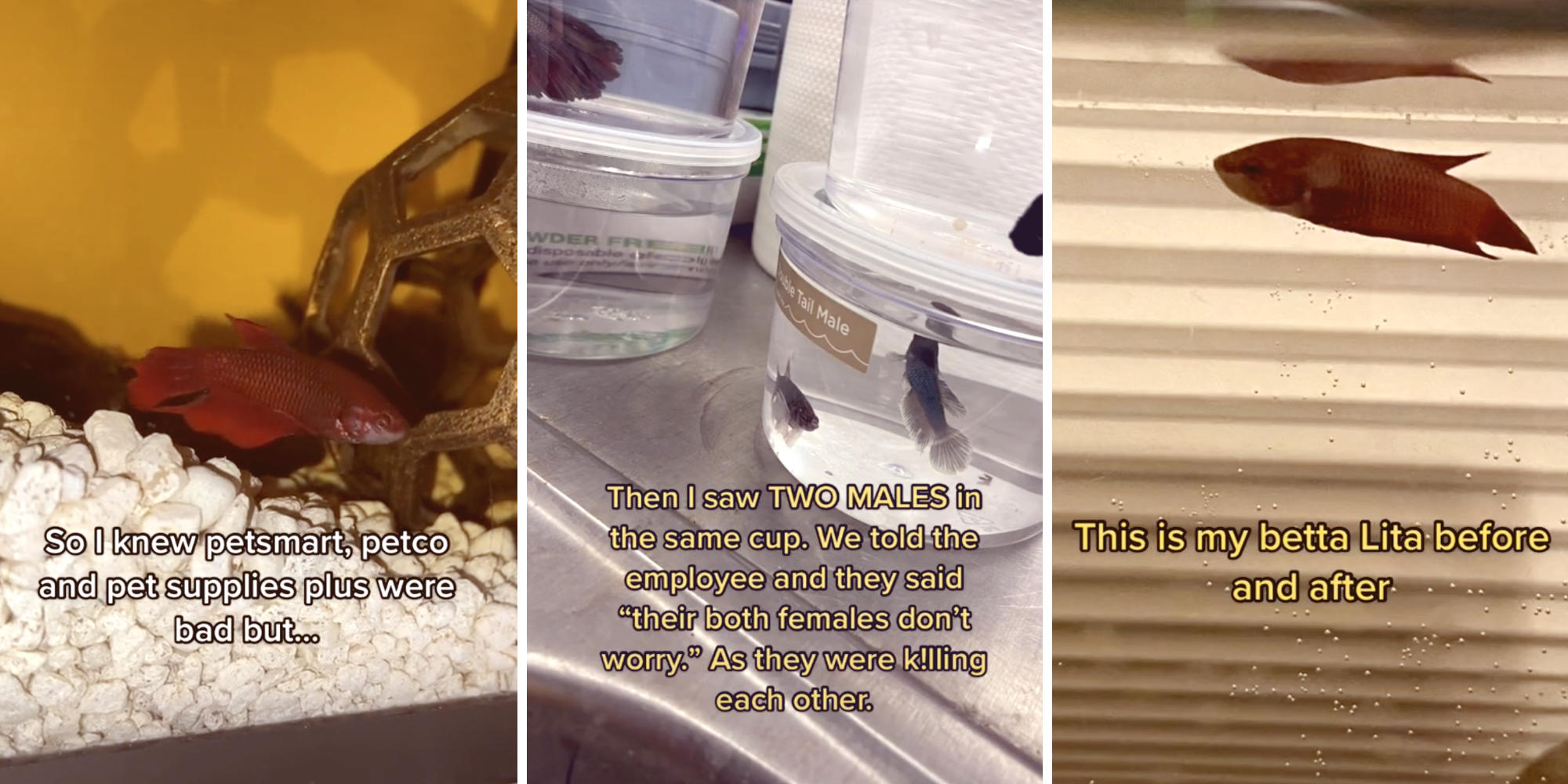 beta fish in a tank (l) two beta fish in a container (m) beta fish in a tank (r)