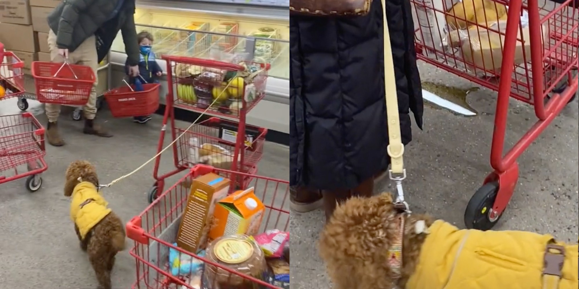 Dog pees inside Trader Joe's.