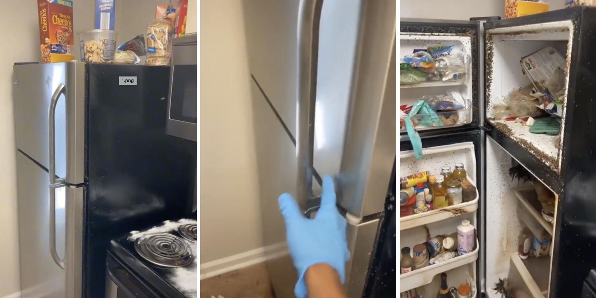 fridge (l) hand reaching for fridge door (m) open fridge showing a bug infestation and rotten food (r)