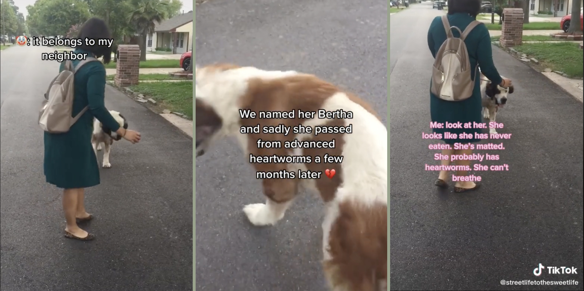 Woman taking an allegedly emaciated dog away.