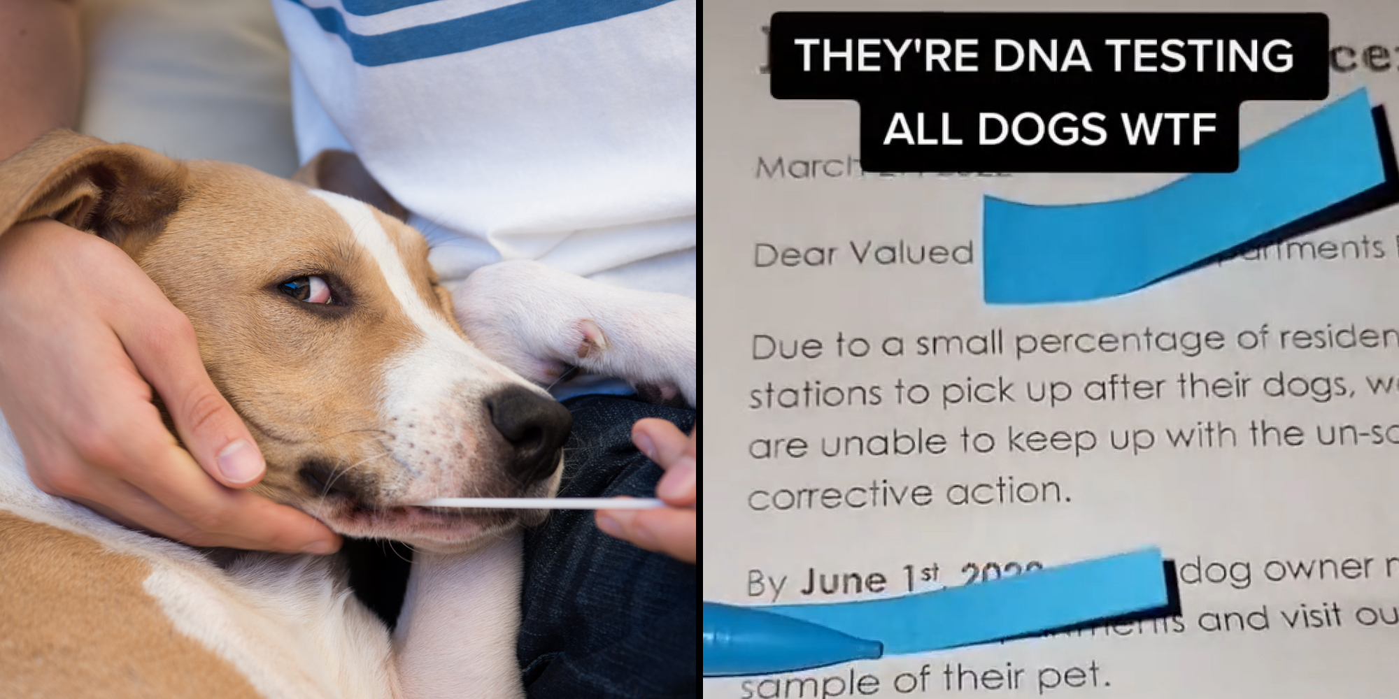 Dog having his dna swabbed from his cheek (l) Paper about owners not picking up their dogs waste caption "THEY'RE DNA TESTING ALL DOGS WTF"