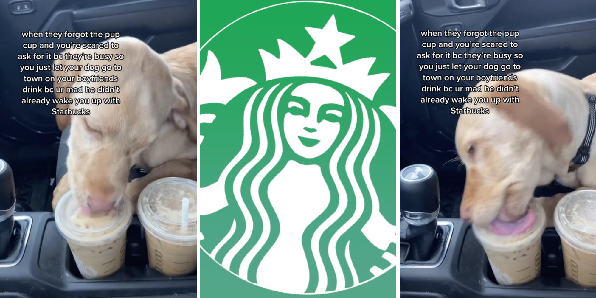 puppy licking starbucks drink (l) (r) starbucks logo (m)