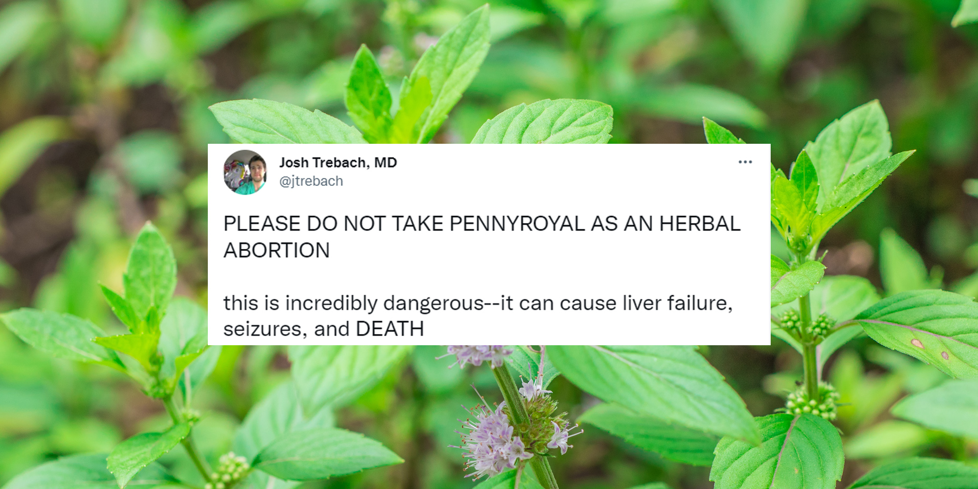 natural pennyroyal plant up close tweet by Josh Trebach MD cantered caption "PLEASE DO NOT TAKE PENNYROYAL AS AN HERBAL ABORTION this is incredibly dangerous-- it can lead to liver failure, seizures, and DEATH"