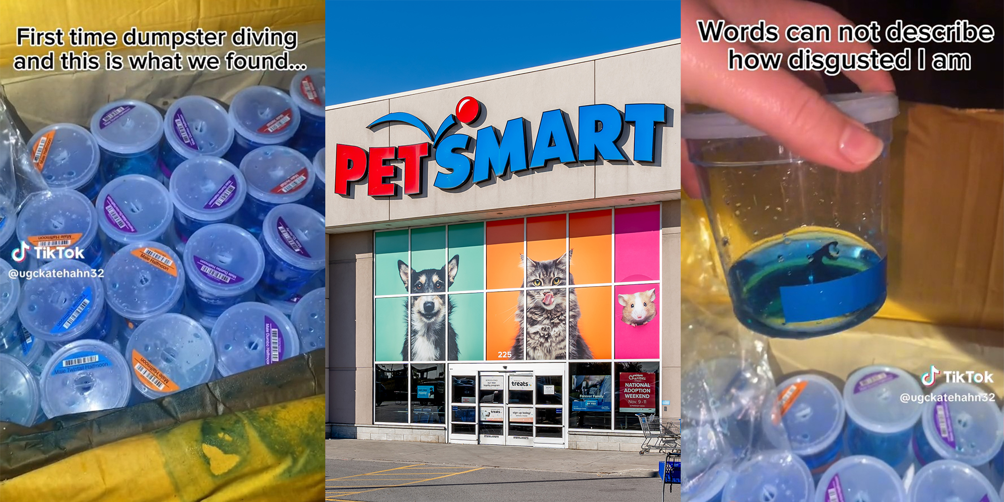 People find entire box of live fish while dumpster-diving behind PetSmart