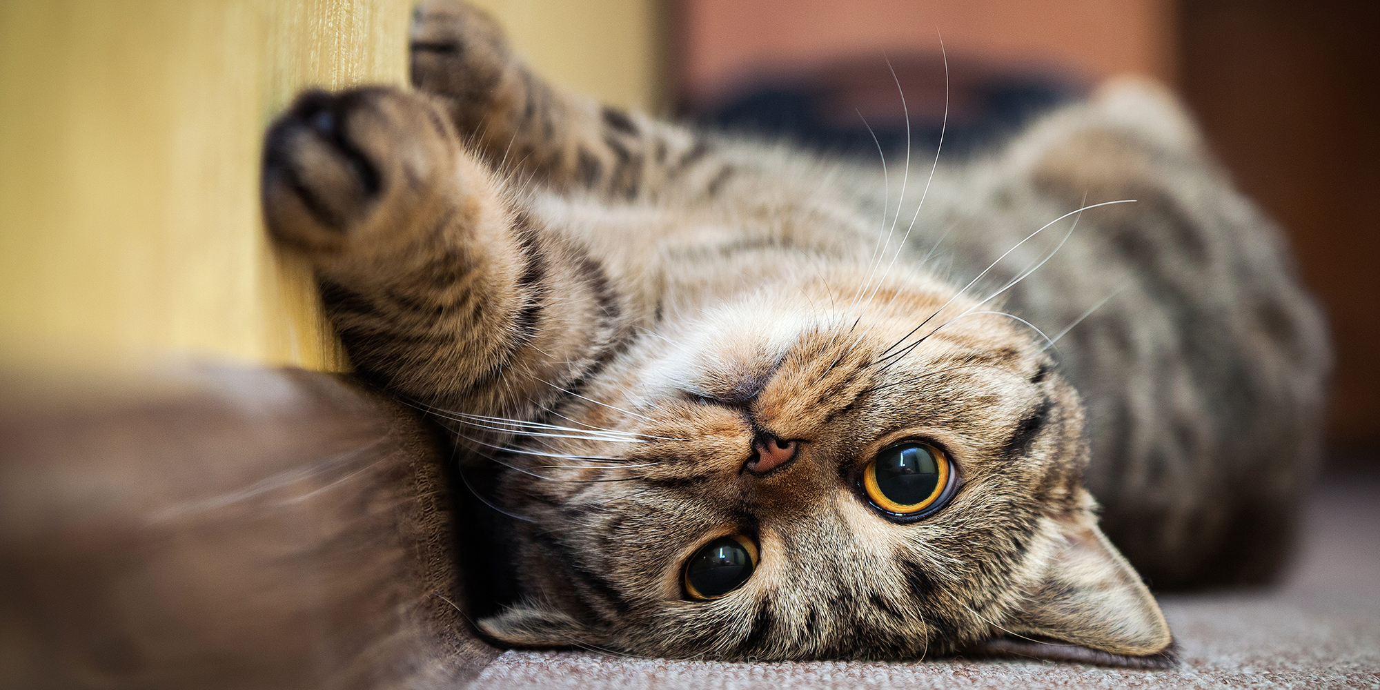 Cat hanging upside down