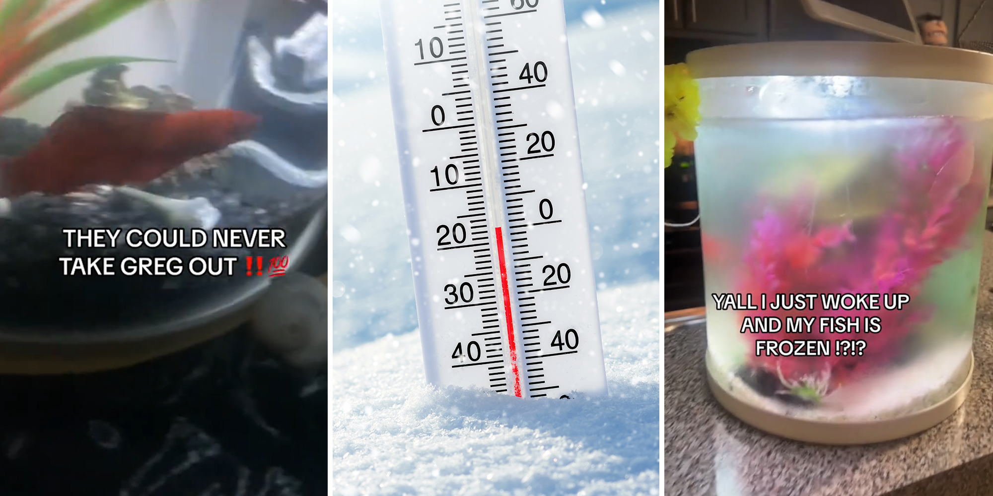 Woman’s pet fish freezes during Arctic blast