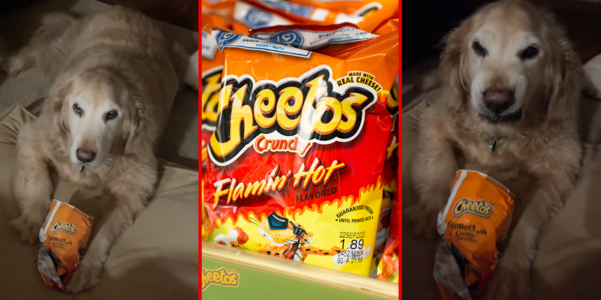 Dog with cheetos(l+r), Flaming Hot Cheetos bag(c)