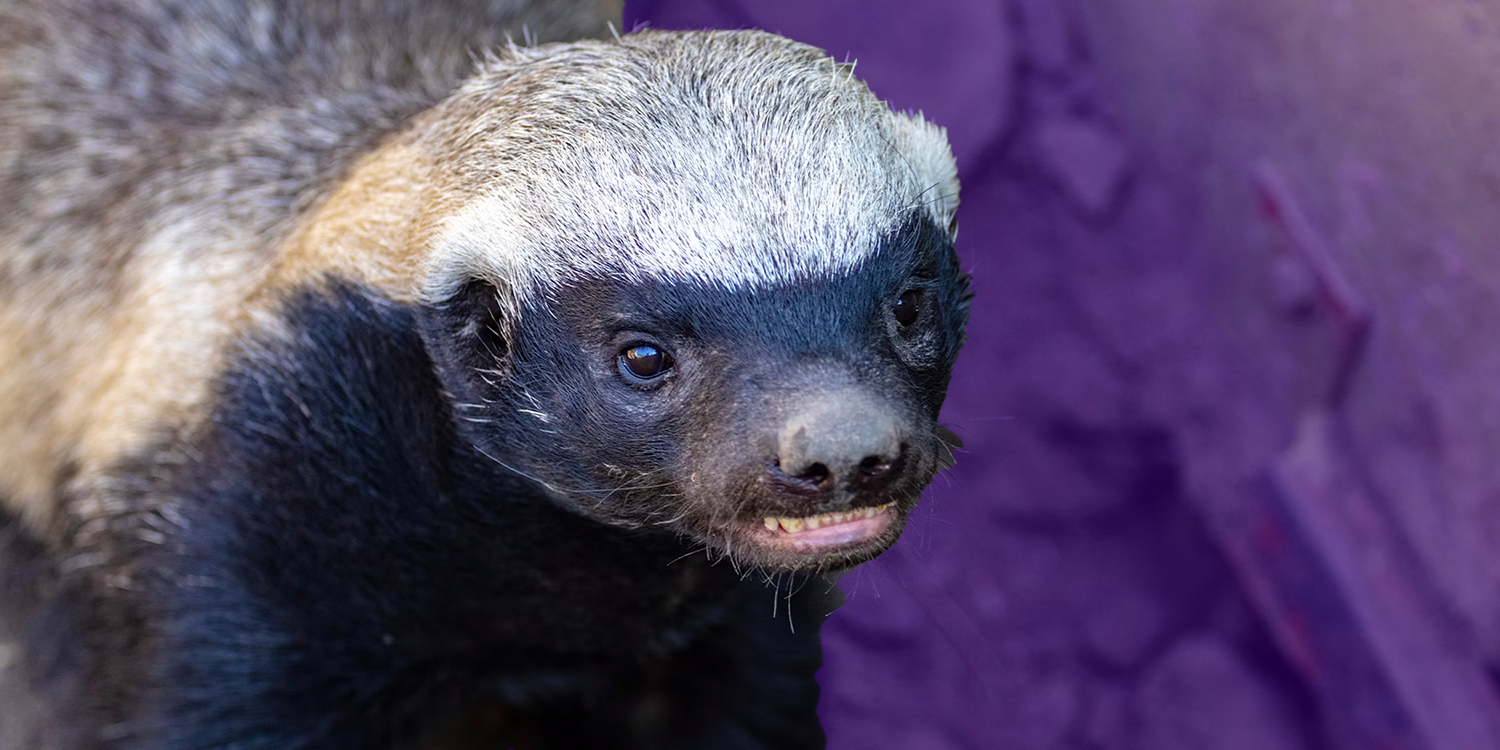honey badger meme