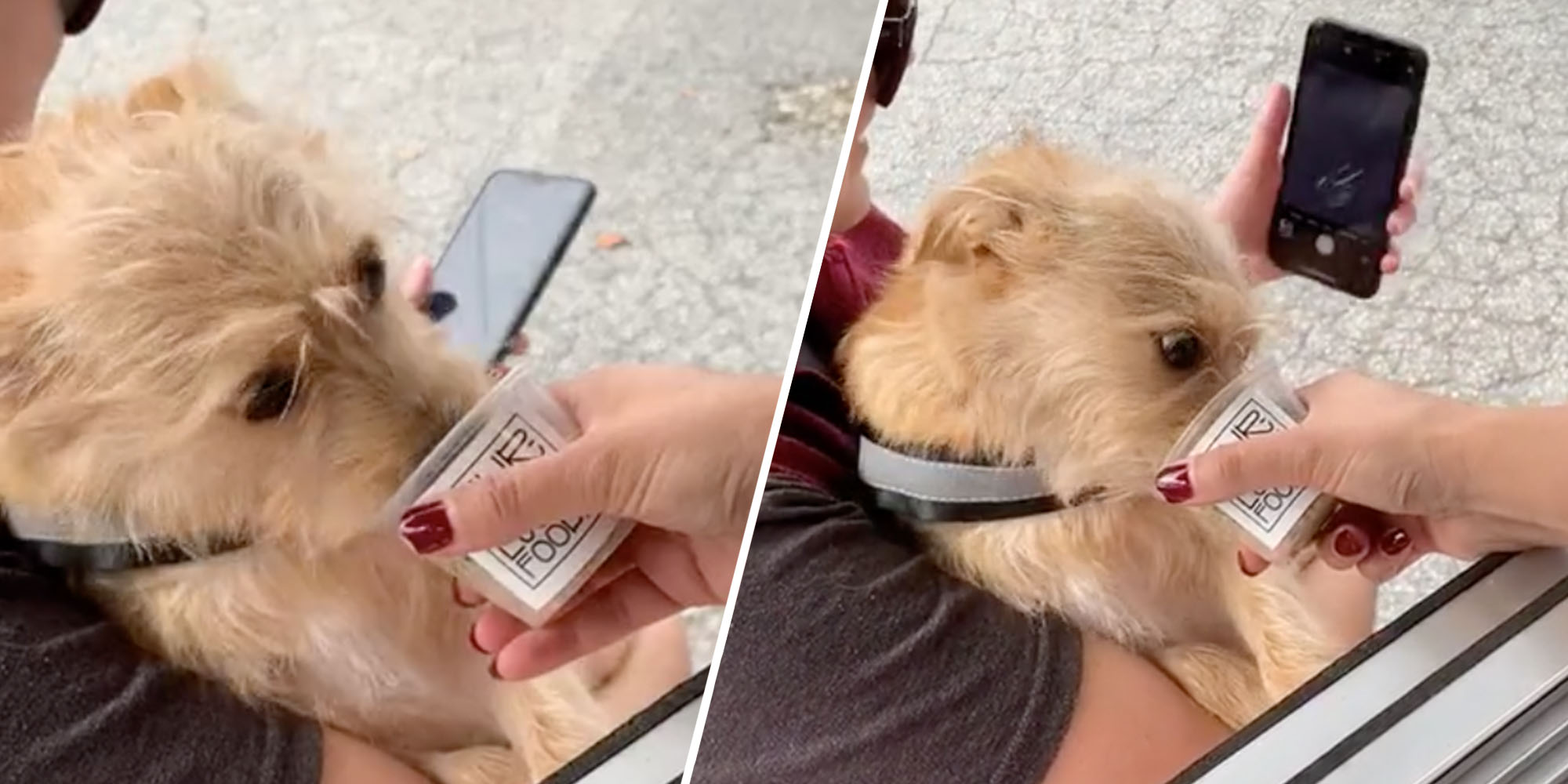 Dog eating from a pup cup two split