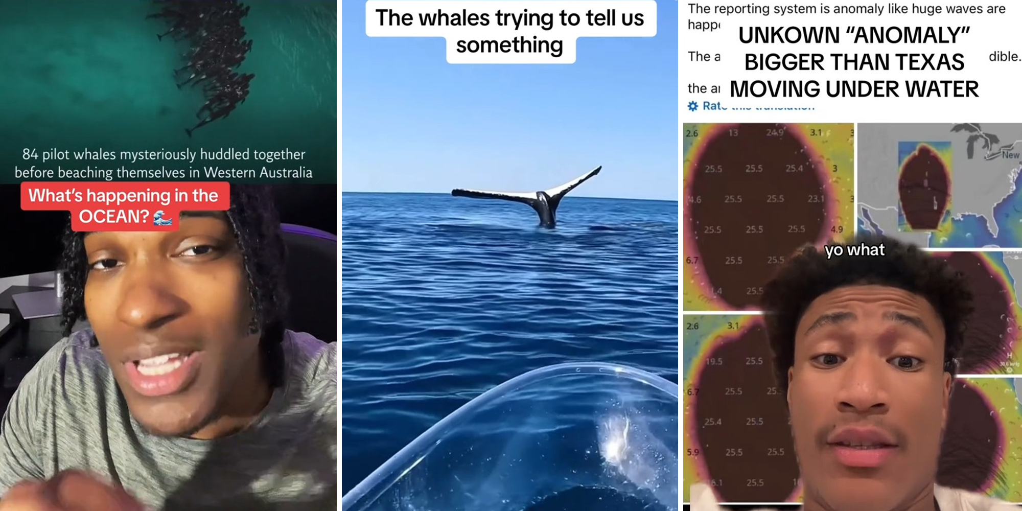 What is this large 'anomaly' that experts are tracking in the ocean? Is it a leviathan?