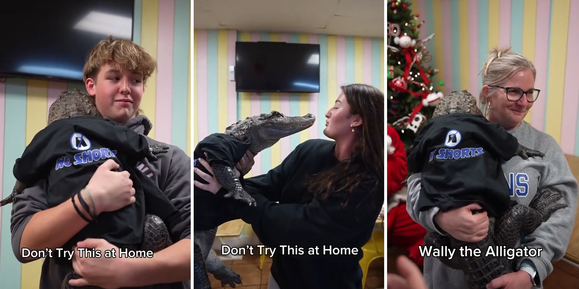 Emotional Support Alligator Wally