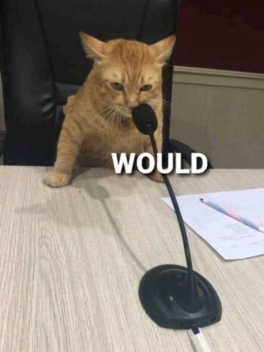 would cat meme