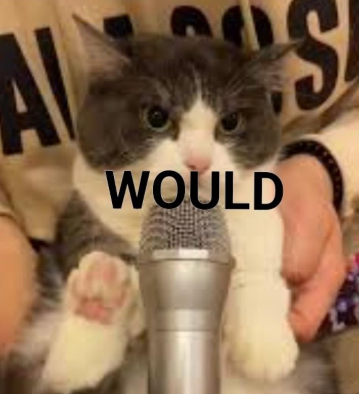 would cat meme