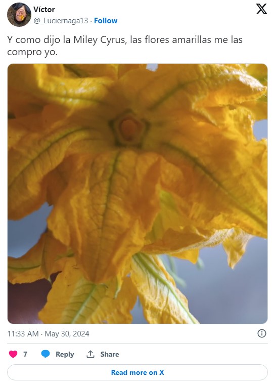 A close up of yellow flowers