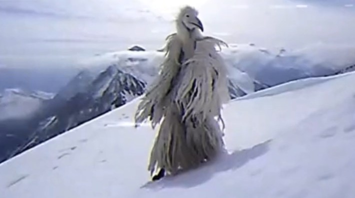 An example of the Erosion Bird meme.