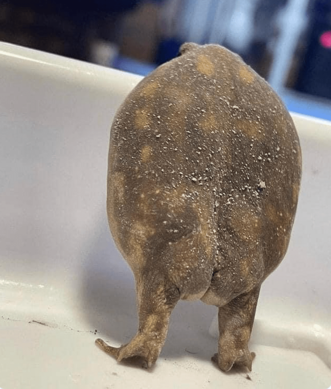 Frog Butt Or Phrog Butt IRL An Icon frog-butt-or-phrog-butt-irl-an-icon