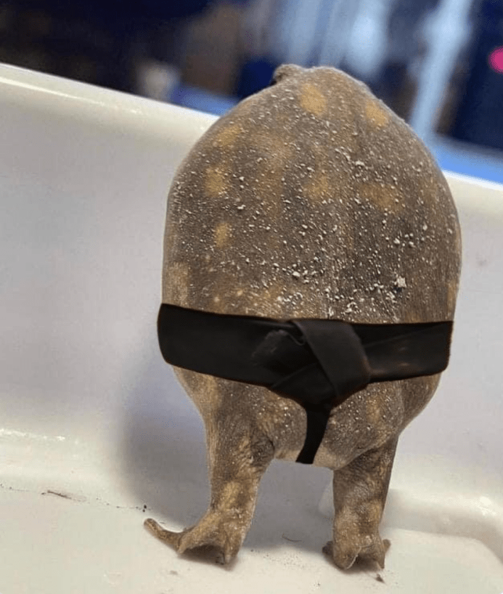frog butt or phrog butt irl meme