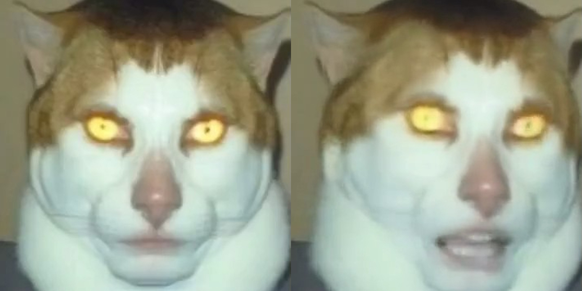 cat/human face of the monday left me broken cat meme