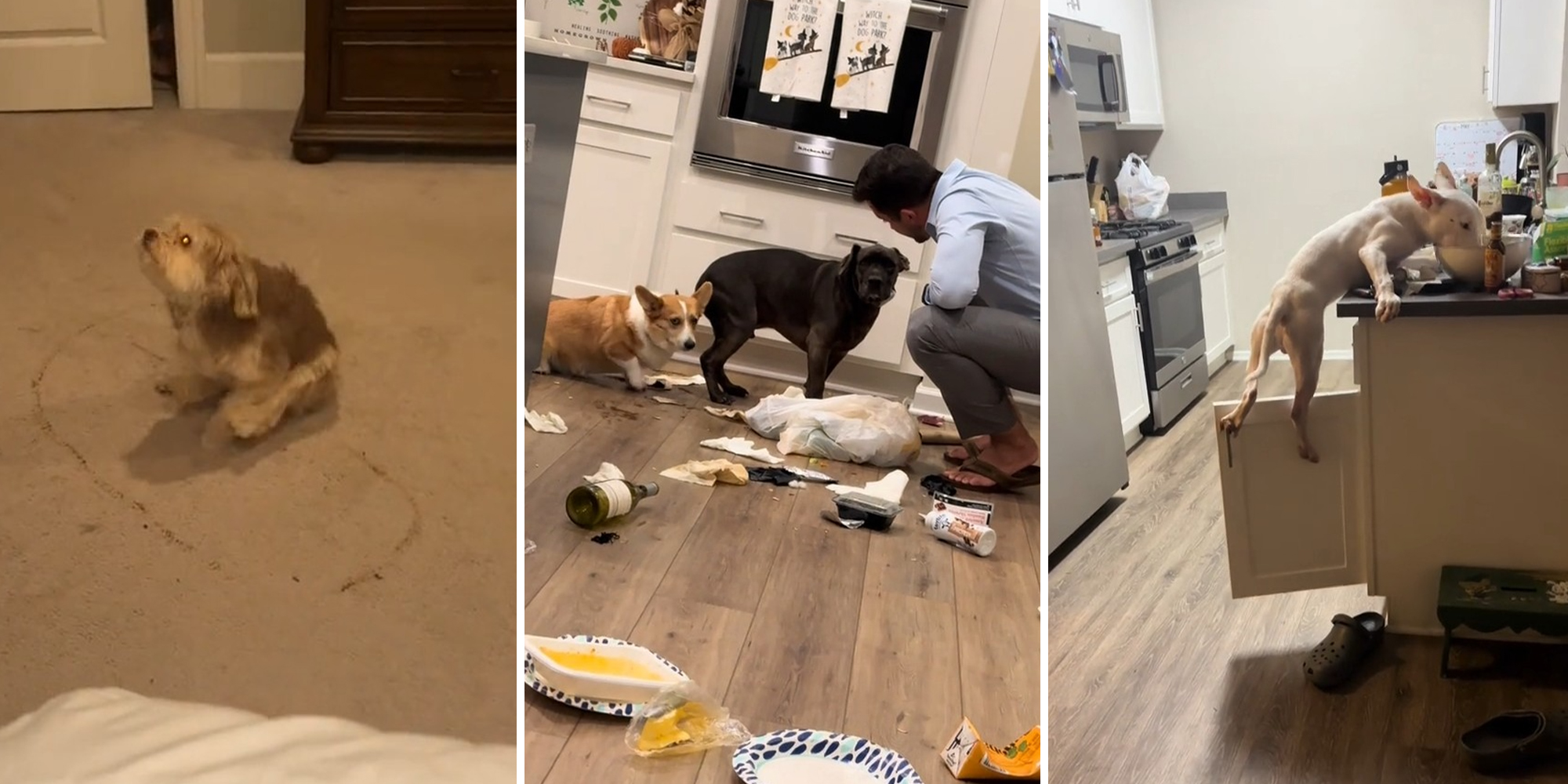People are sharing their bad dogs on TikTok
