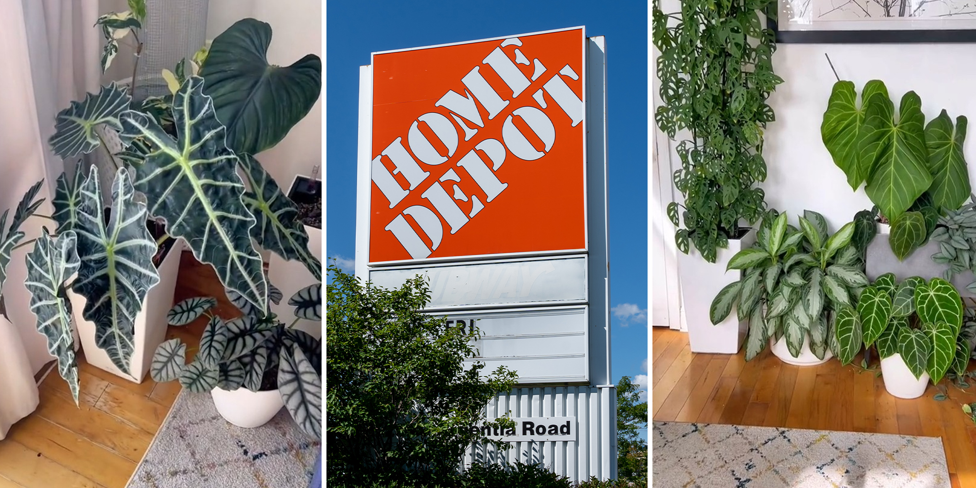 Expert warns don’t buy these 5 house plants