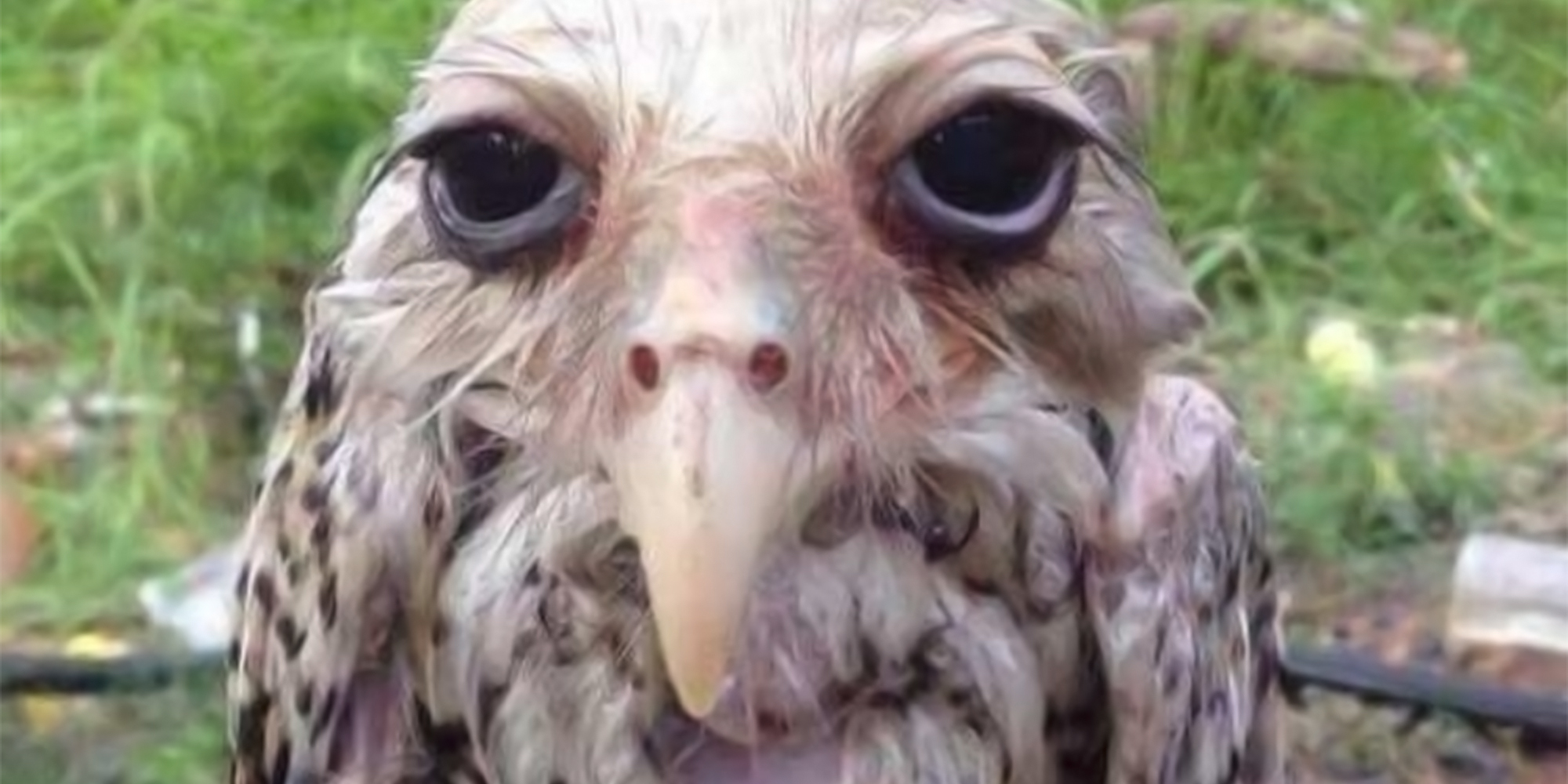 wet owl