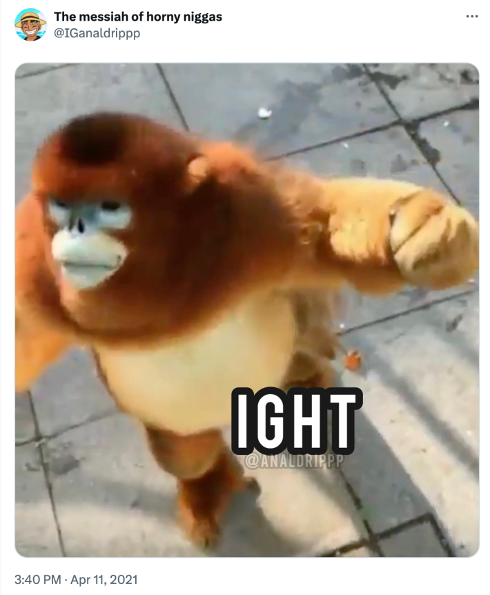 Screenshot of a golden snub-nosed monkey facing left with its hand raised. Text overlay reads, "IGHT"