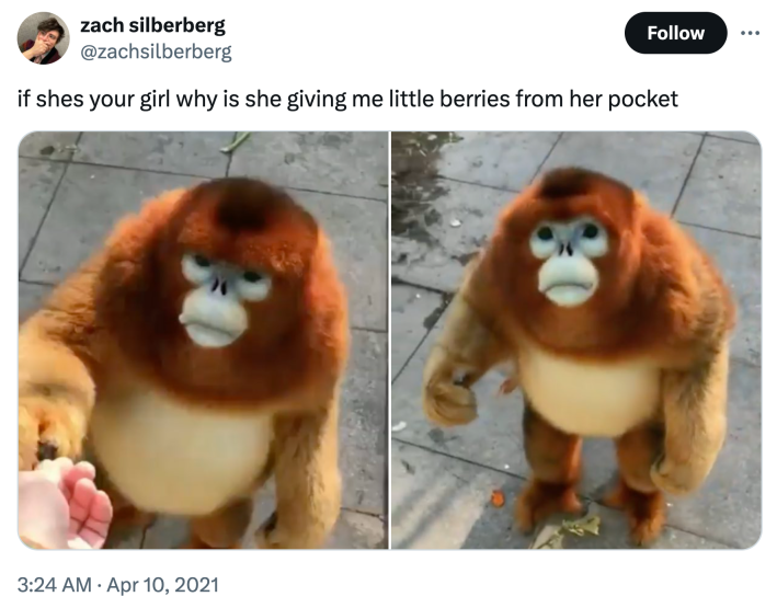 Tweet with screenshots of the golden snub-nosed monkey taking berries from a human and looking up soulfully at them. Text reads, "if shes your girl why is she giving me little berries from her pocket"