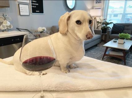 Homophobic Dog, AKA Whitney Chewston: A Gay Icon