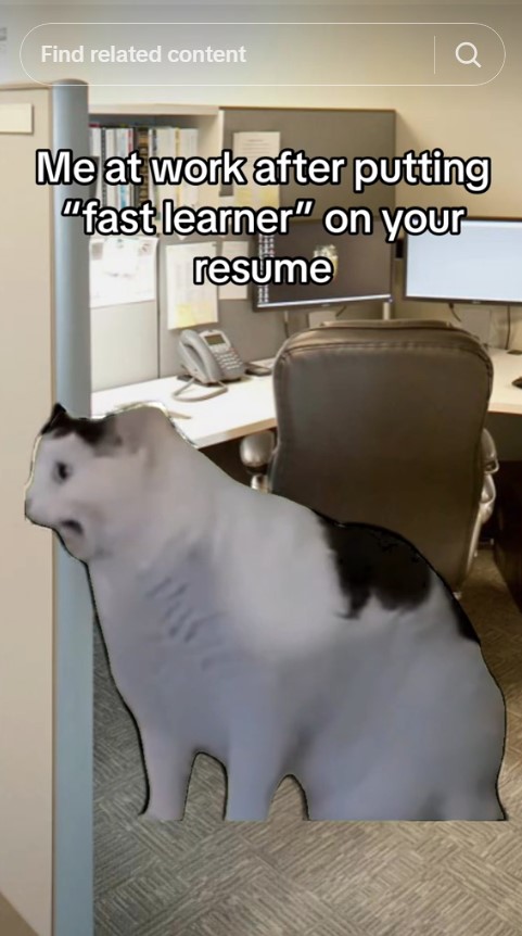 huh cat yelling with caption "me at work after putting 'fast learner' on your resume"