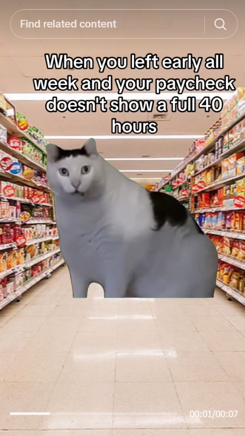 huh cat in grocery store aisle with caption "When you left early all week and your paycheck doesn't show a full 40 hours"