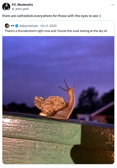 Cathedrals Everywhere For those With Eyes to See meme showing a snail looking up at the sky