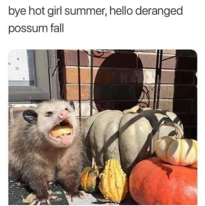 Fall meme that says, "bye hot girl summer, hello deranged possum fall." with a photo of a possum with a mouth full of squash, surrounded by pumpkins.