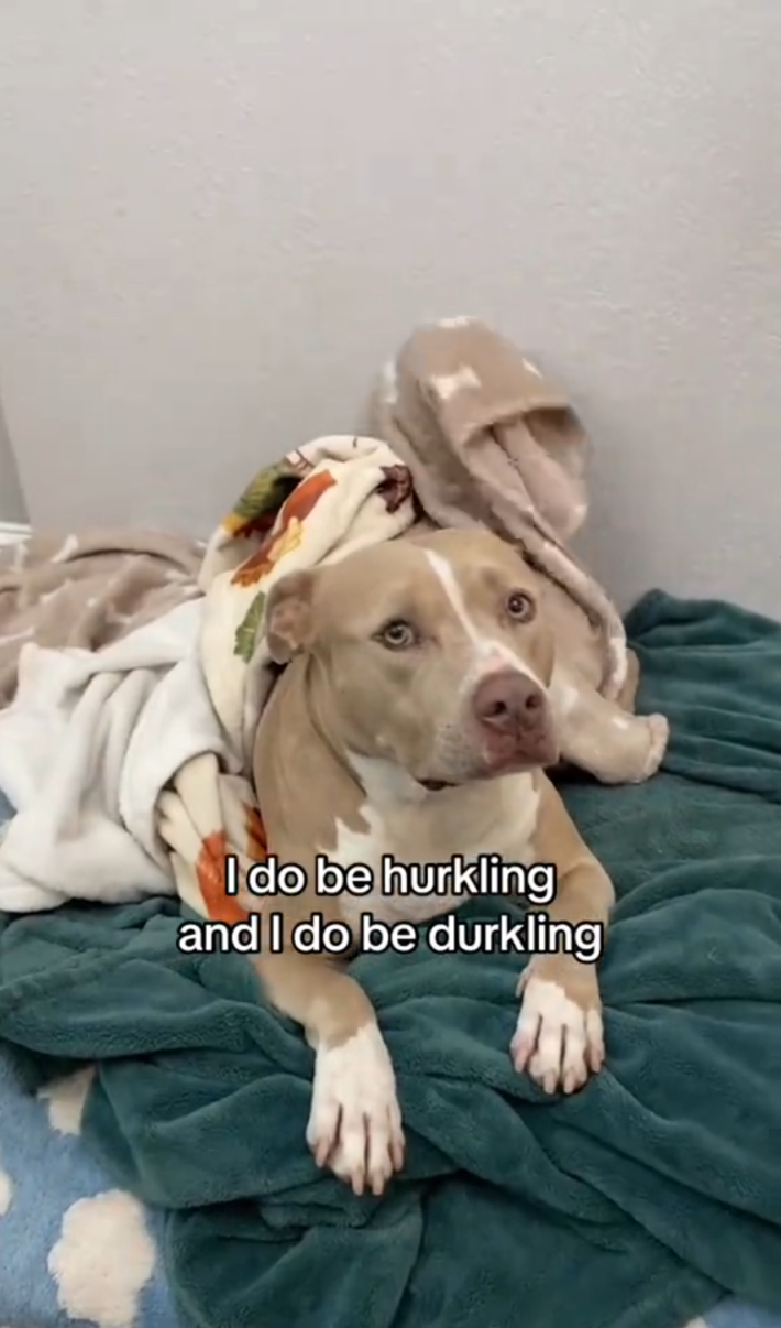 A sleepy pit bull lying in bed staring at the camera piteously. Text overlay reads, "I do be hurkling and I do be durkling."