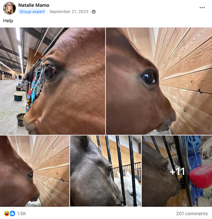 Side Eye Horse Meme Side Eye Horse Meme