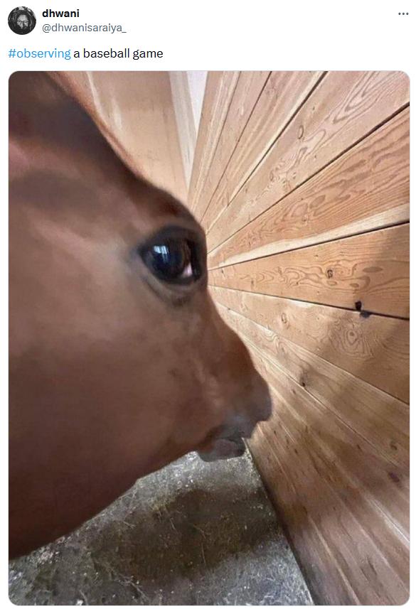 Side Eye Horse Meme Side Eye Horse Meme