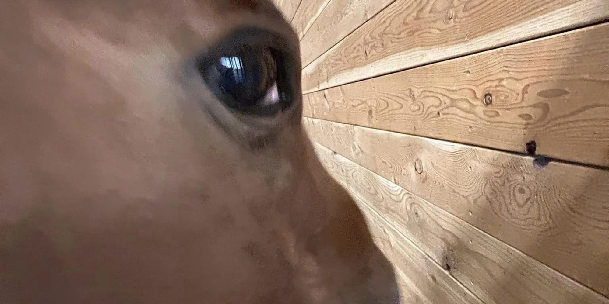 horse eye